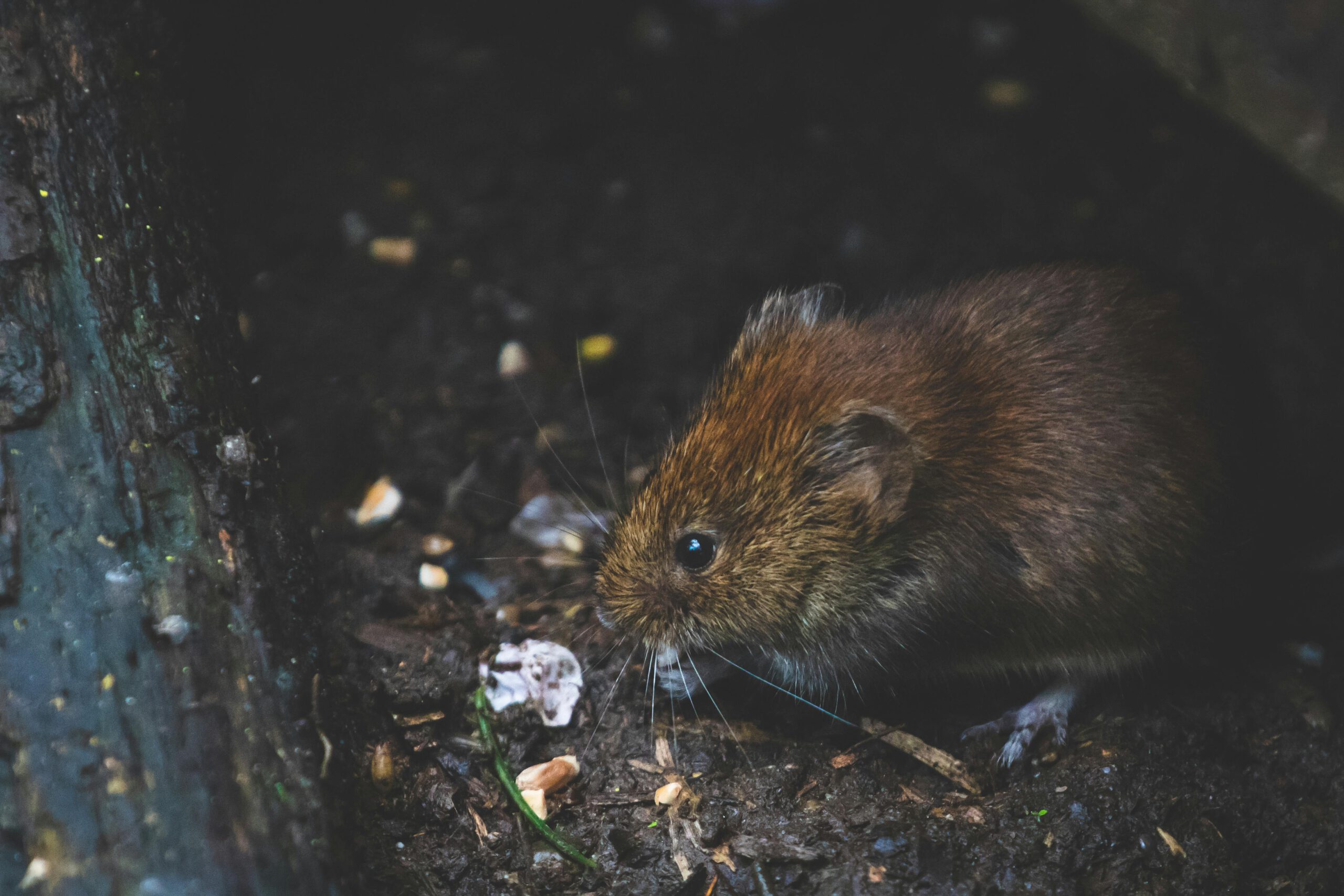 Comprehensive Marketing Solutions for Pest Control Businesses